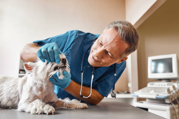 Best Emergency Dental Care for Broken or Chipped Teeth in Woodsville, NH